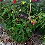 Rose Resort, 40m2 For 4 Guests, With Terrace Nastanitev v družini Ljubljana