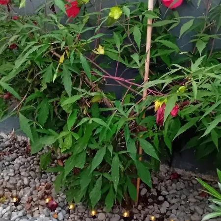 Rose Resort, 40m2 For 4 Guests, With Terrace Privatunterkunft Laibach