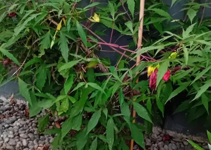 Rose Resort, 40m2 For 4 Guests, With Terrace Pansiyon Ljubljana